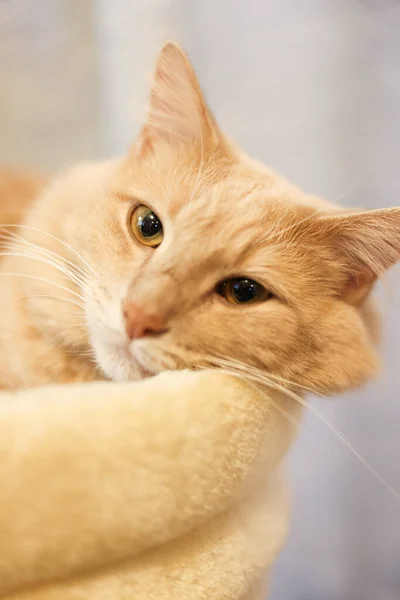 Vertical Closeup Shot Adorable Orange Cat Face — Foto Stock