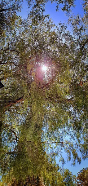 Захватывающий Снимок Высокого Дерева Солнечный День — стоковое фото
