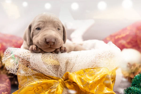 Gros Plan Petit Adorable Weimaraner Chiot Dans Panier Comme Cadeau — Photo