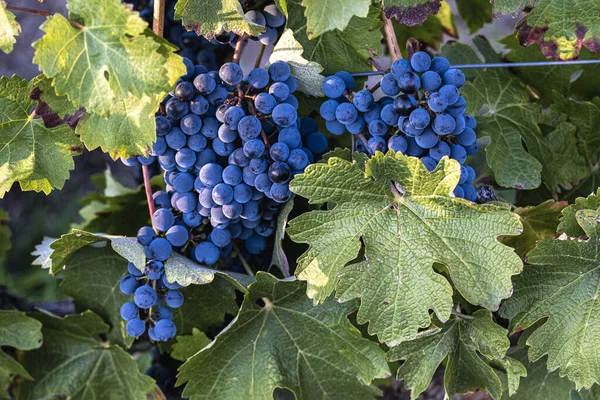 Trossen Verse Rijpe Biologische Druiven Met Bladeren Wijngaarden Het Begin — Stockfoto