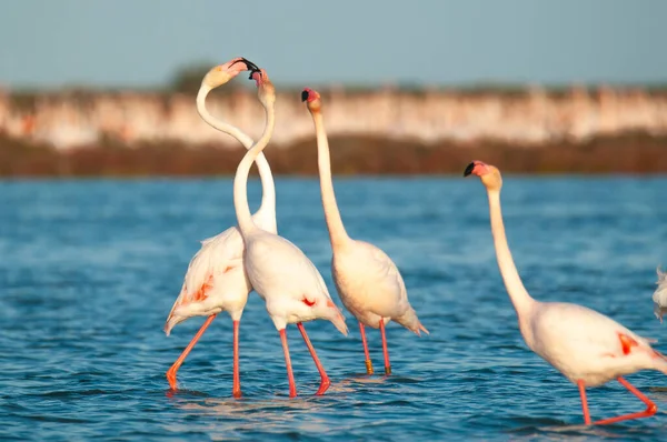 Flamingos Phoenicopterus Roseus Courtship Marsh Water Ebro Delta — Stockfoto