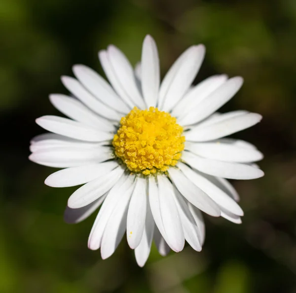 Closeup Shot Beautiful Chamomile Flower Green Background — Stock Photo, Image