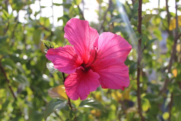 Gros Plan Une Fleur Rose Hibiscus Sur Fond Flou — Photo