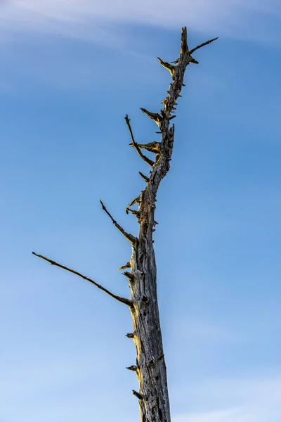 Abstract Bare Branch Blue Sky — Fotografia de Stock