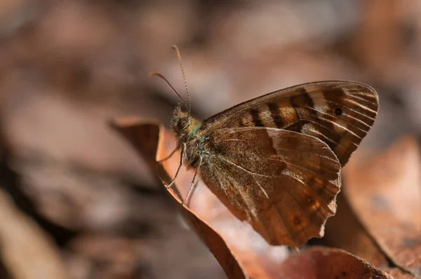 一只蝴蝶坐在枯叶上的特写镜头 — 图库照片