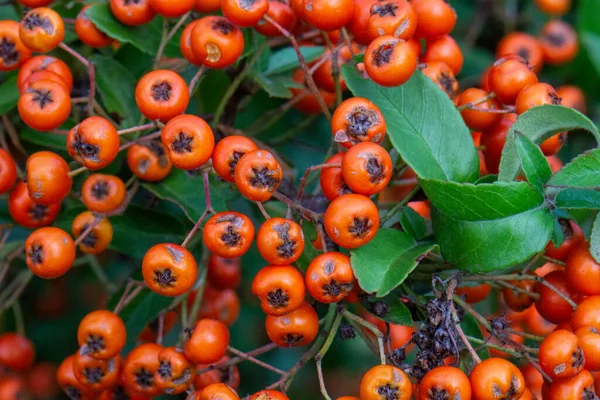 Ein Blick Von Oben Auf Viele Orangefarbene Piracanta Früchte Mit — Stockfoto