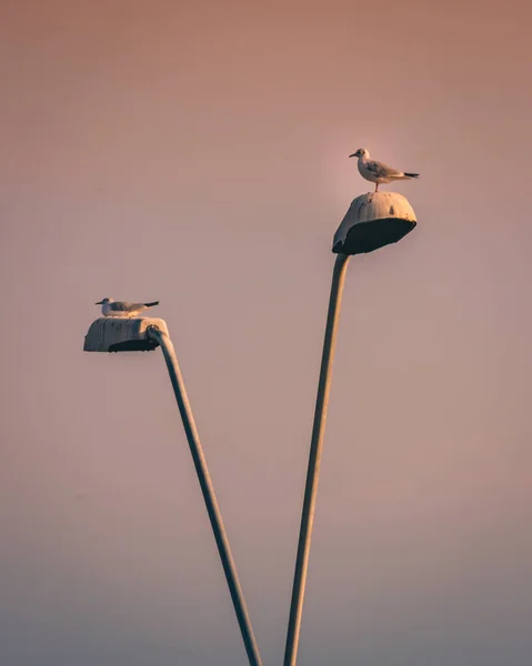 Vertikal Bild Två Fåglar Två Gatlyktor Med Den Rosa Himlen — Stockfoto