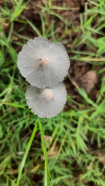 Closeup Shot Two Forest Mushrooms — Stock Photo, Image