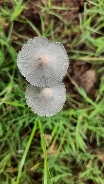 Gros Plan Deux Champignons Forestiers — Photo