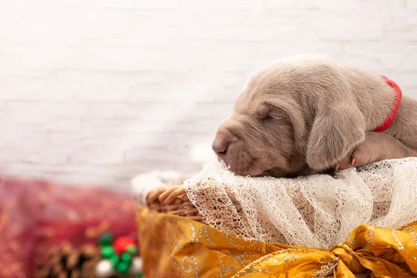 Closeup Small Adorable Weimaraner Puppy Basket Christmas Gift — Stock Photo, Image