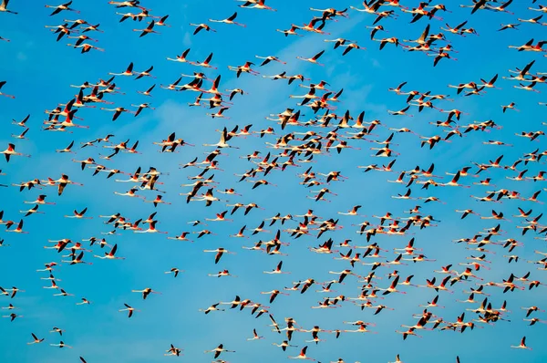 Group Flamingos Phoenicopterus Roseus Flying Sky Ebro Delta — стокове фото