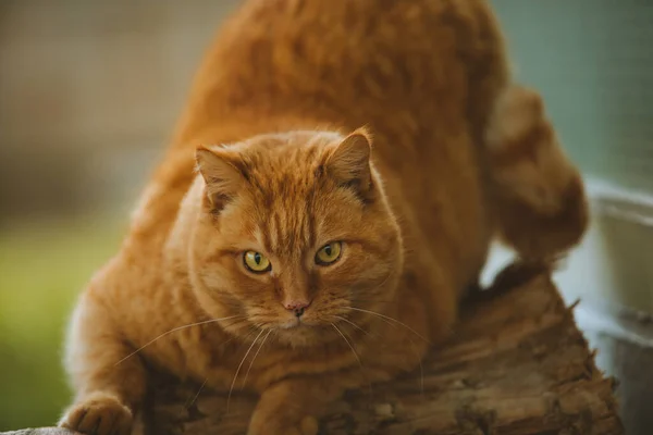 Closeup Adorable Fluffy Fat Ginger Cat Lying Log Yard — Fotografia de Stock