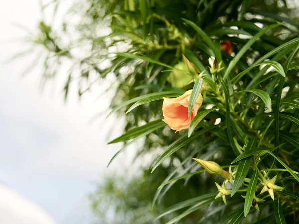 Small Blooming Orange Flower Bush — Stockfoto