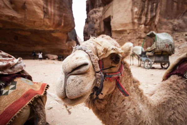 Selektiv Fokusbild Kamel Öknen Petra Jordanien — Stockfoto