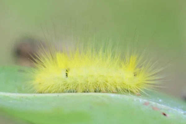 Fluffy Caterpillar Crawling Green Leaf — Stockfoto