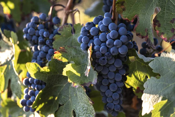 Trossen Verse Rijpe Biologische Druiven Met Bladeren Wijngaarden Het Begin — Stockfoto