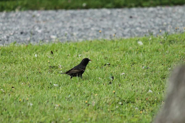 公園の地面に黒い乗組員 — ストック写真