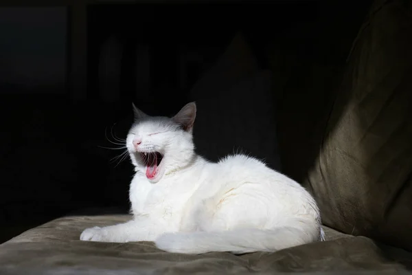 Adorable Gato Blanco Bostezando Sofá —  Fotos de Stock