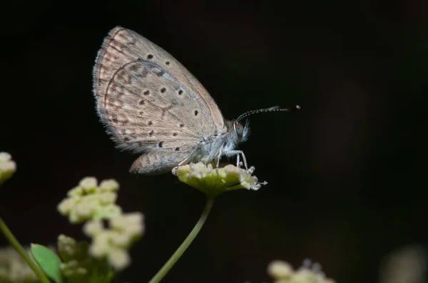 Zbliżenie Ujęcie Motyla Zizula Hylax Siedzi Kwiatku — Zdjęcie stockowe