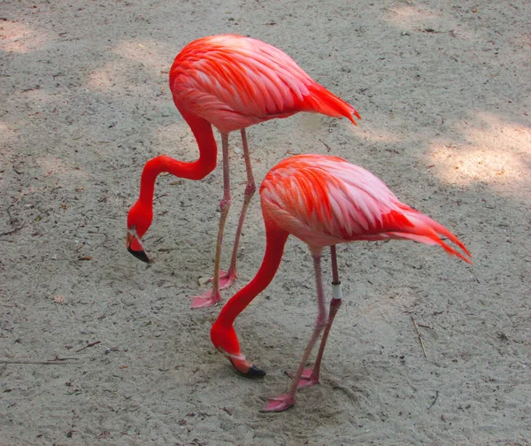 Egy Gyönyörű Kép Két Piros Flamingóról — Stock Fotó