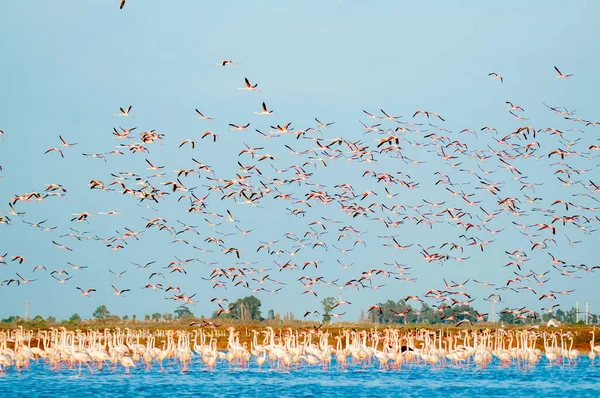 Ebro Delta的火烈鸟群 Phoenicopterus Roseus 在水面上飞行 — 图库照片