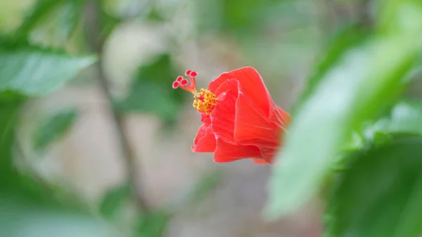 庭に美しい赤のアマリリスの花が咲きました — ストック写真