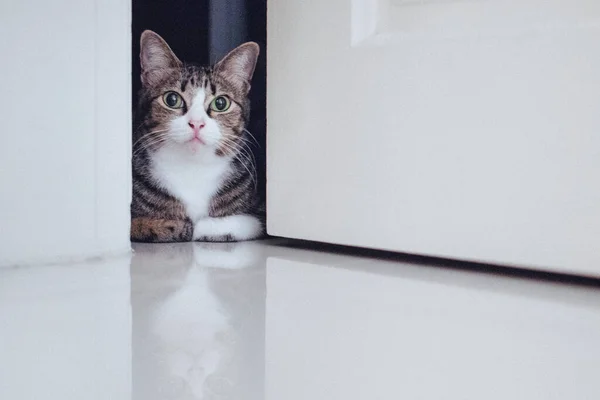 Adorable Chaton Domestique Dans Une Chambre — Photo