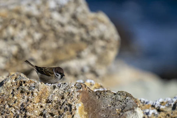 Closeup Shot Adorable Eurasian Tree Sparrow Perched Rock — Fotografia de Stock