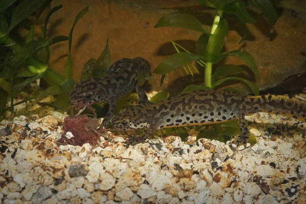 Close Bij Volwassen Waterdieren Griekse Alpiene Salamanders Ichthyosaura Alpestris Veluchiensis — Stockfoto