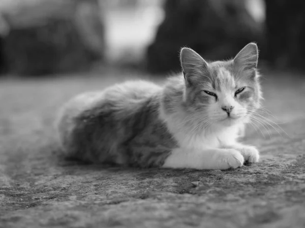 Egy Szürkeárnyalatú Felvétel Egy Macskáról Amint Betonfelületen Fekszik — Stock Fotó