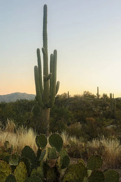 Escena Cactus Mientras Sol Ilumina Horizonte —  Fotos de Stock