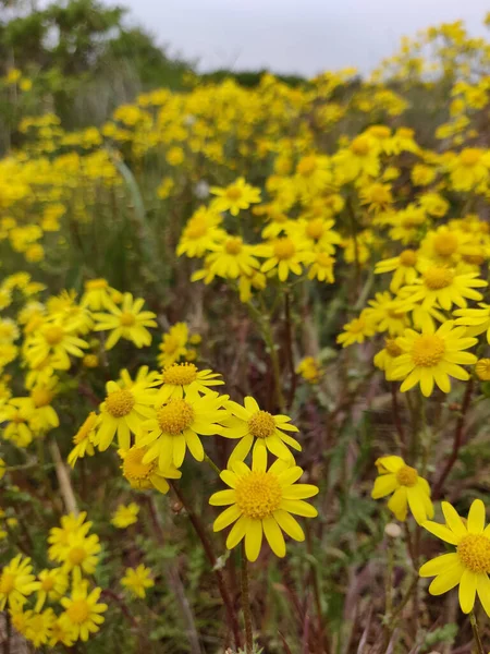 Selective Focus Shot Yellow Meadow Plant Blurred Light Sky — Stock Photo, Image