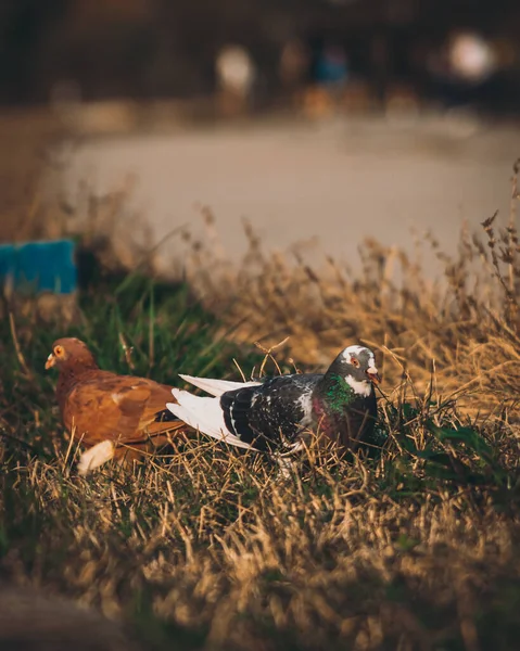 Beautiful Shot Couple Birds Field Day — Stock Photo, Image