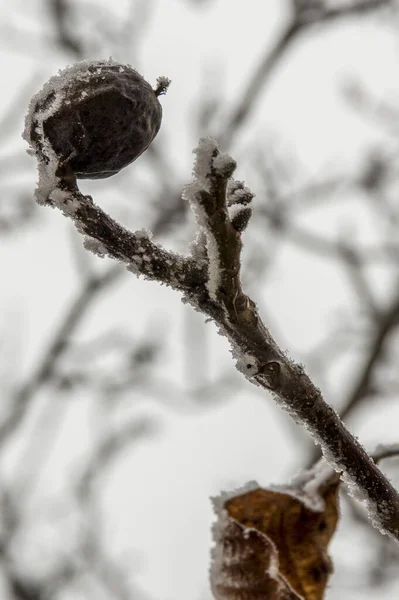 Een Verticaal Schot Van Een Noot Opknoping Een Tak Bedekt — Stockfoto