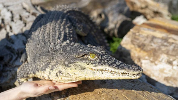 Nílus Krokodilját Megérintő Kéz Közelsége Krokodil Niloticus — Stock Fotó