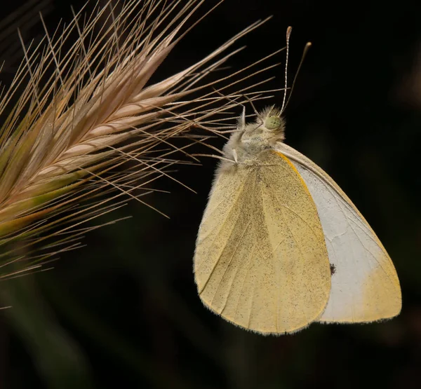 Egy Közeli Kép Egy Káposzta Fehér Pillangó Búza — Stock Fotó