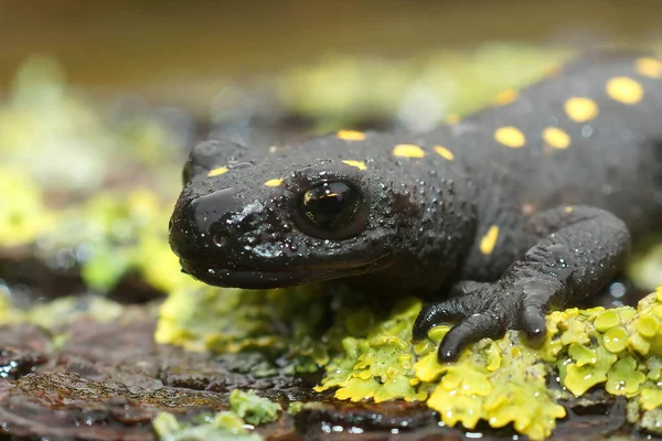 Closeup Head Colorful Endangered Anatolian Spotted Newt Neurergus Strauchii Strauchii — Fotografia de Stock