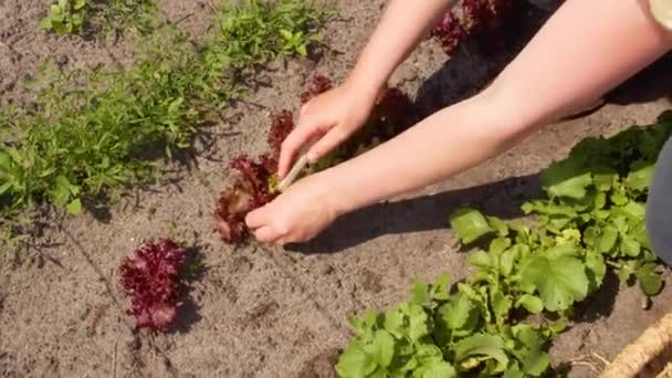 庭にレタスの葉を植える女性は — ストック動画