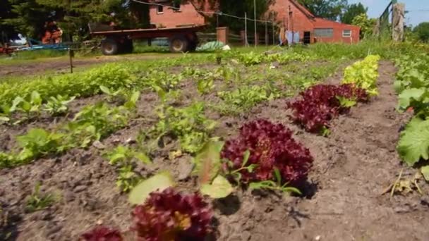 Mujer Joven Trabajando Jardín — Vídeos de Stock