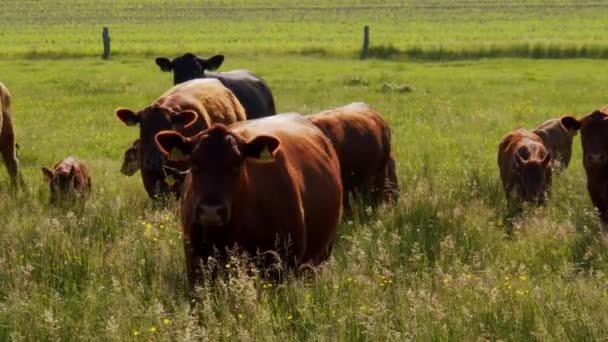 Malerischer Blick Auf Kühe Die Der Landschaft Weiden Hintergrund Natur — Stockvideo
