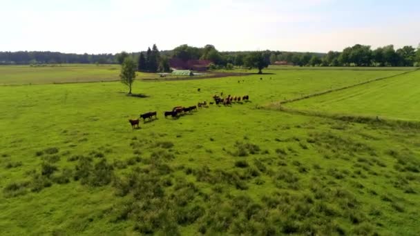 Vista Panorámica Las Vacas Pastando Paisaje Rural Naturaleza Fondo — Vídeos de Stock