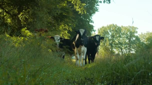 牧草地で牛を放牧し — ストック動画
