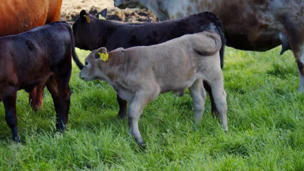 Schilderachtig Uitzicht Koeien Grazen Landschap Natuur Achtergrond — Stockvideo