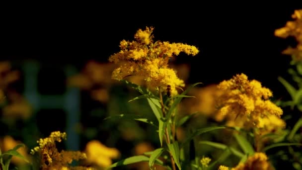 Hermoso Plano Botánico Fondo Pantalla Natural — Vídeo de stock