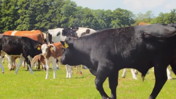 Vue Panoramique Sur Pâturage Des Vaches Dans Paysage Rural Nature — Video