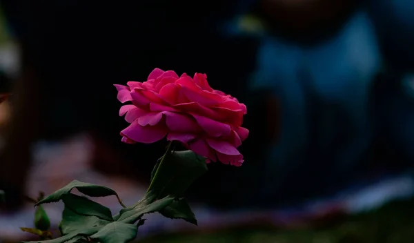 Gros Plan Une Rose Rose — Photo