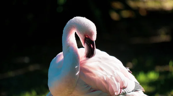 Flamingo Stylish Portrait Pond — Stock Photo, Image