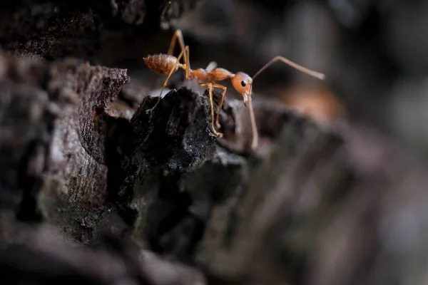 Close Formigas Tecelãs Solo Úmido Floresta Tropical — Fotografia de Stock