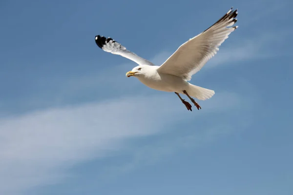 Живописный Вид Летящую Голубом Небе Морскую Чайку — стоковое фото