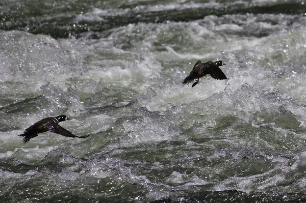 Two Harlequin Ducks Flying Rushing Waters Wild River — Foto Stock